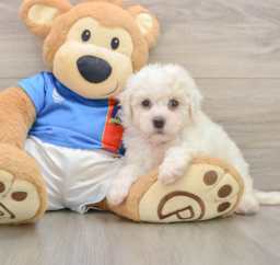 5 week old Bichon Frise Puppy For Sale - Seaside Pups