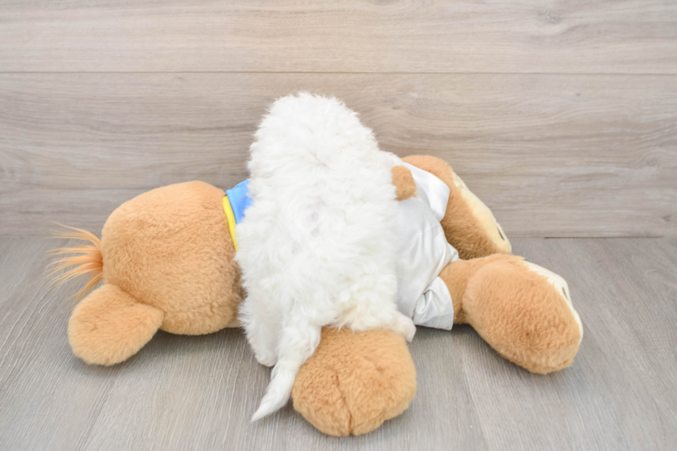 Friendly Bichon Frise Baby