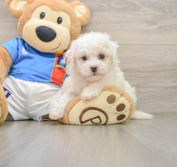 5 week old Bichon Frise Puppy For Sale - Seaside Pups