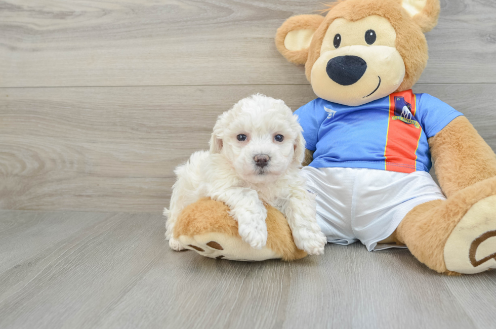 7 week old Bichon Frise Puppy For Sale - Seaside Pups