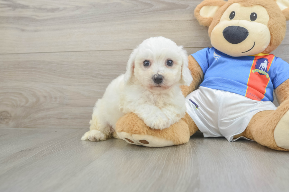 6 week old Bichon Frise Puppy For Sale - Seaside Pups