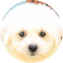 Bichon Frise Puppy For Sale - Seaside Pups Bichon Frise Puppy For Sale - Seaside Pups