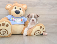 5 week old Boston Terrier Puppy For Sale - Seaside Pups