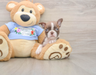 5 week old Boston Terrier Puppy For Sale - Seaside Pups