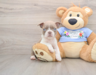 5 week old Boston Terrier Puppy For Sale - Seaside Pups