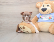 7 week old Boston Terrier Puppy For Sale - Seaside Pups