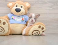 5 week old Boston Terrier Puppy For Sale - Seaside Pups