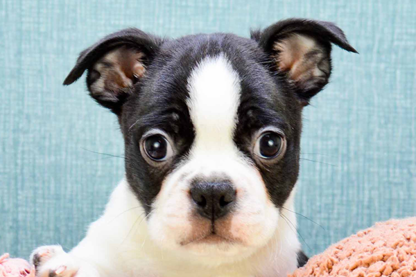 Boston Terrier Puppies For Sale - Seaside Pups