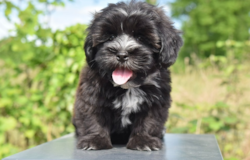 Cute Havanese Purebred Pup