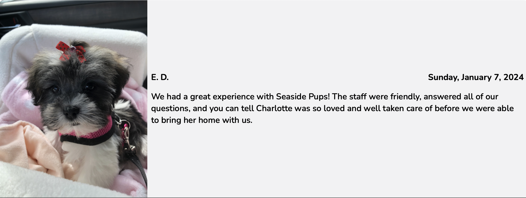seaside pups customer review of purchased puppy - excellent experience with seaside pups