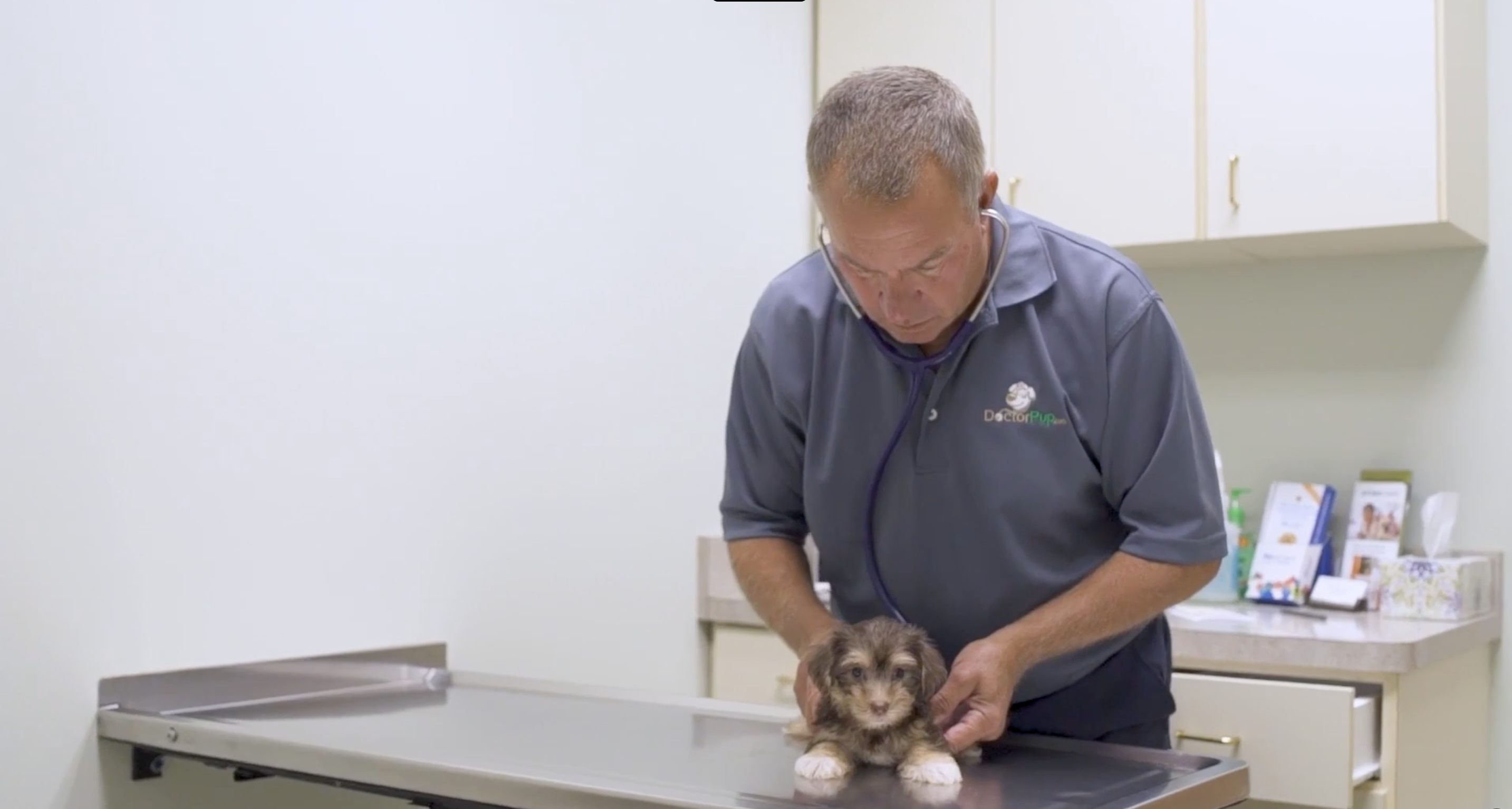 11. seaside pups veterinarian giving a small puppy a nose to tail health inspection