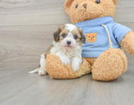 8 week old Cavachon Puppy For Sale - Seaside Pups