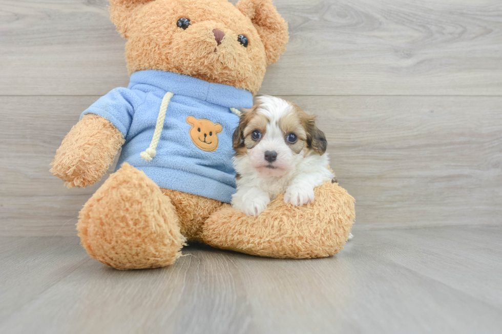 Popular Cavachon Designer Pup