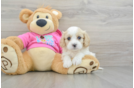 Cavachon Puppy for Adoption