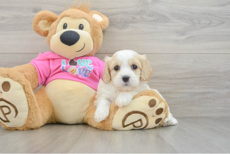 Cavachon Pup Being Cute