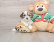 6 week old Cavachon Puppy For Sale - Seaside Pups