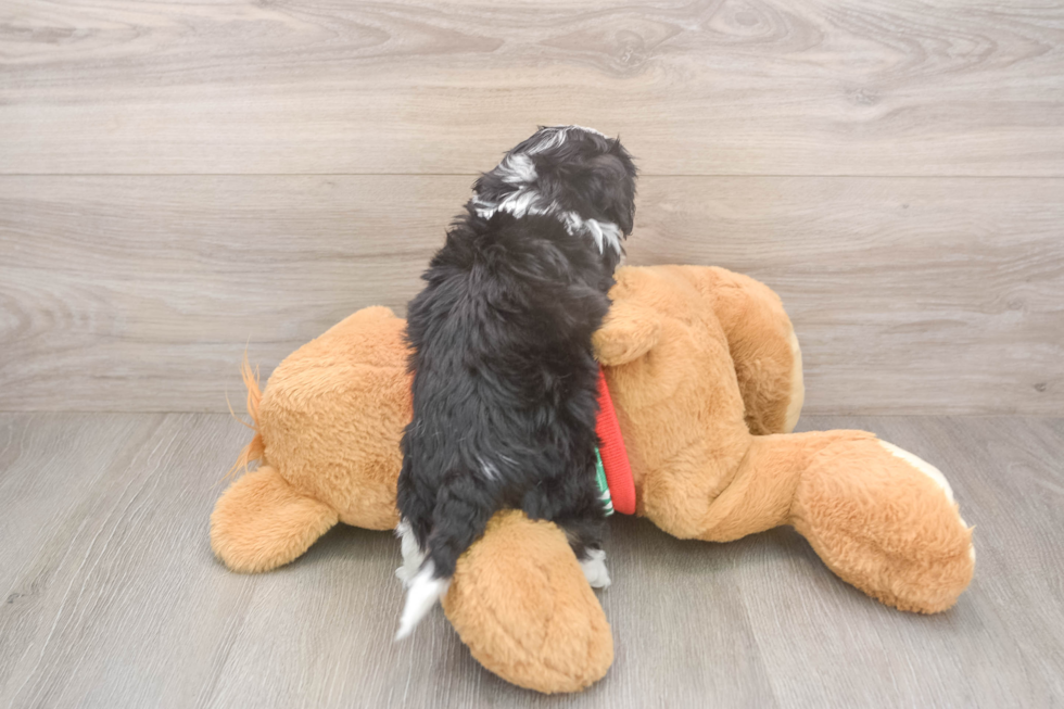 Energetic Cavalier Bichon Designer Puppy
