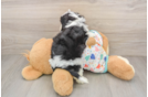 Cavachon Pup Being Cute