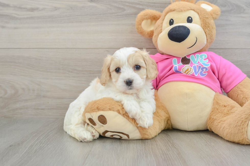 Adorable Cavalier Bichon Designer Puppy
