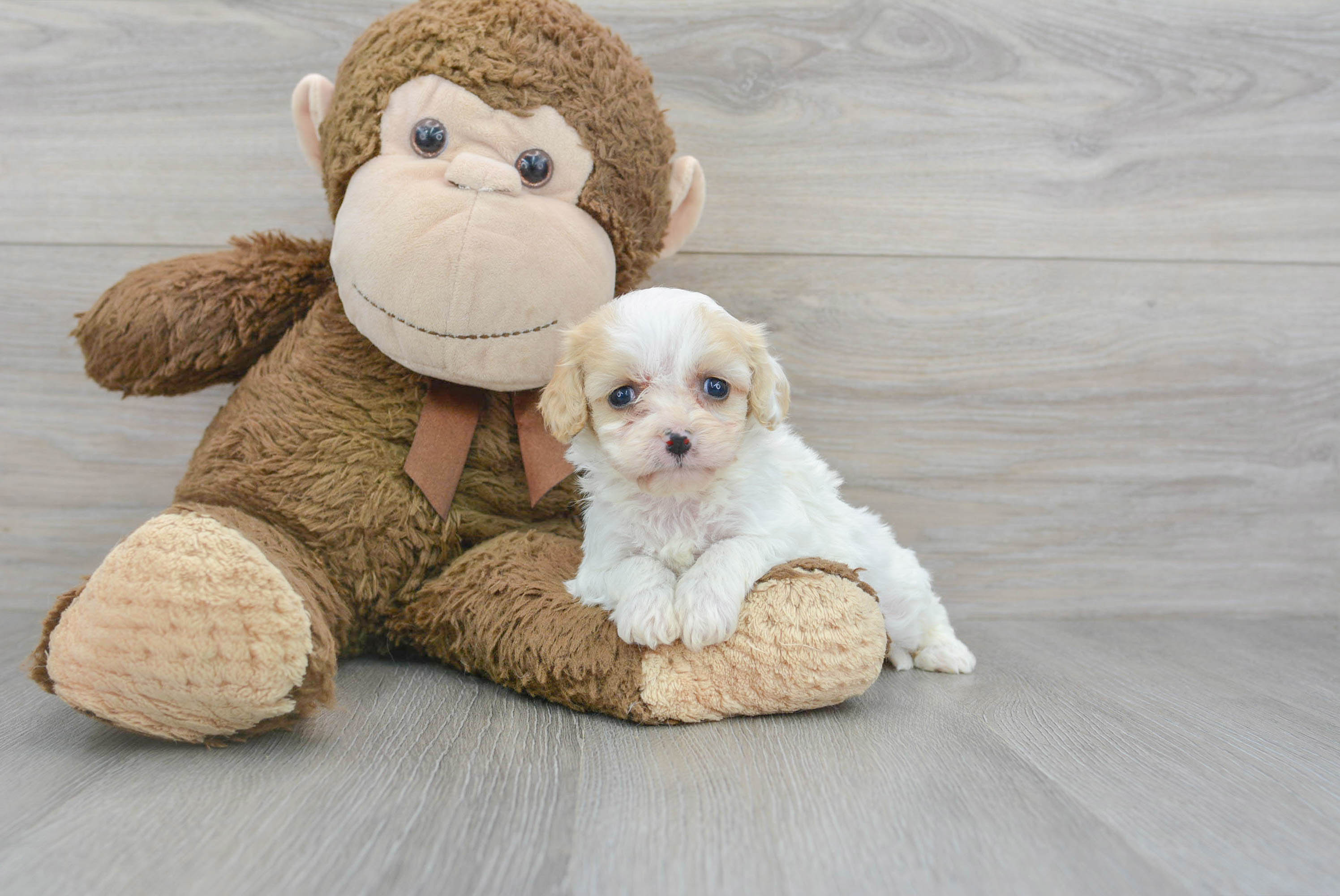 Baby cavachon hot sale