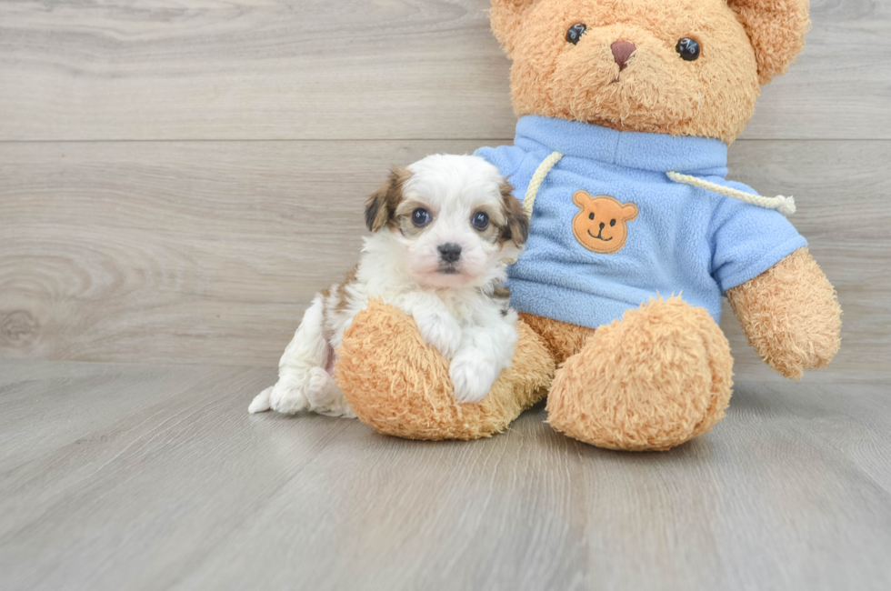 6 week old Cavachon Puppy For Sale - Seaside Pups