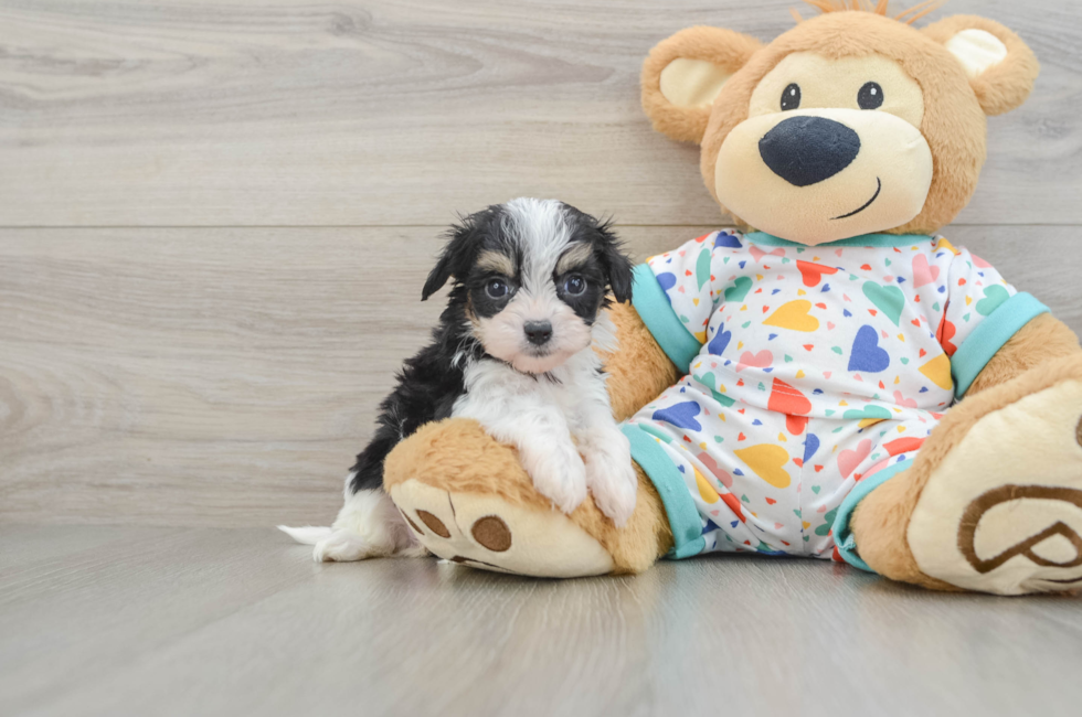 5 week old Cavachon Puppy For Sale - Seaside Pups