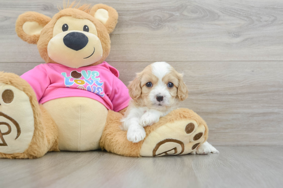 Friendly Cavachon Baby