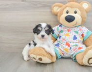 5 week old Cavachon Puppy For Sale - Seaside Pups