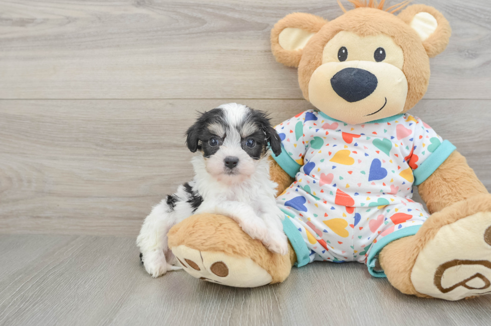 5 week old Cavachon Puppy For Sale - Seaside Pups