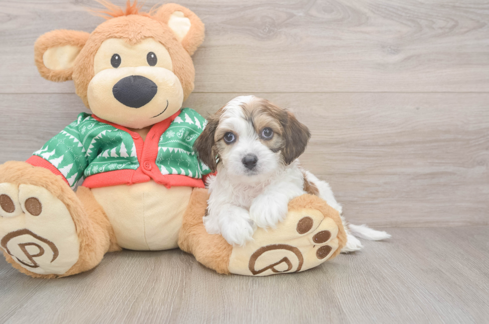 6 week old Cavachon Puppy For Sale - Seaside Pups