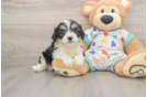 Best Cavachon Baby