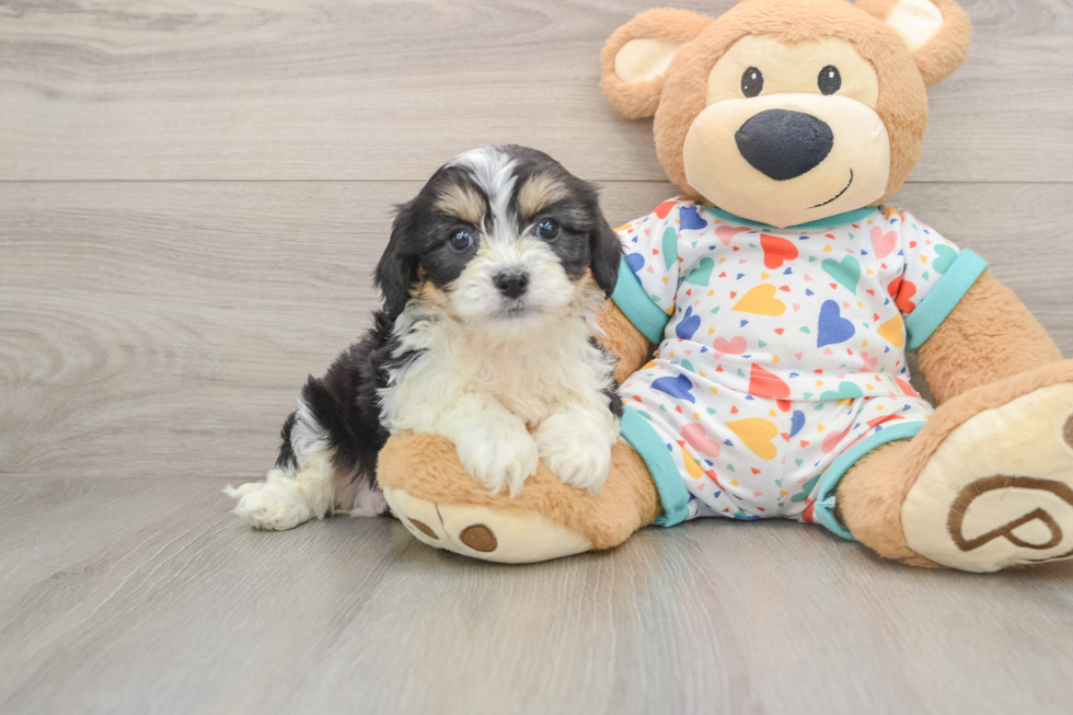 Best Cavachon Baby