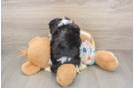 Cute Cavachon Baby