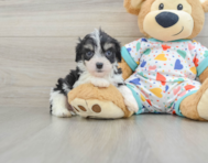 5 week old Cavachon Puppy For Sale - Seaside Pups