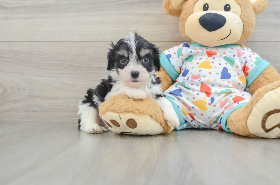 5 week old Cavachon Puppy For Sale - Seaside Pups
