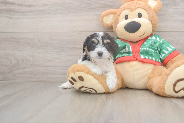 Adorable Cavalier Bichon Designer Puppy