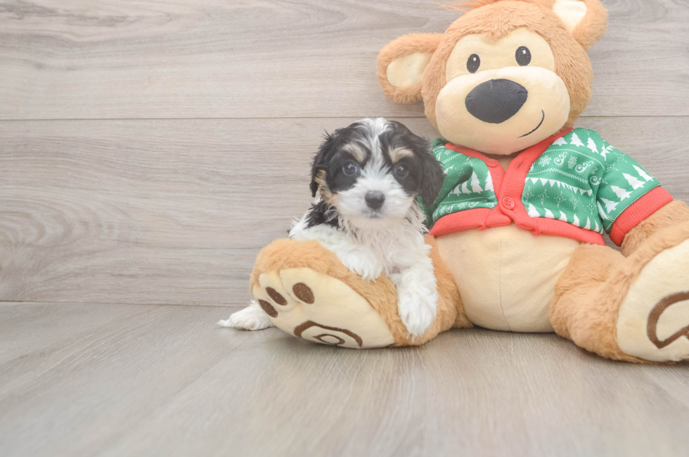 6 week old Cavachon Puppy For Sale - Seaside Pups