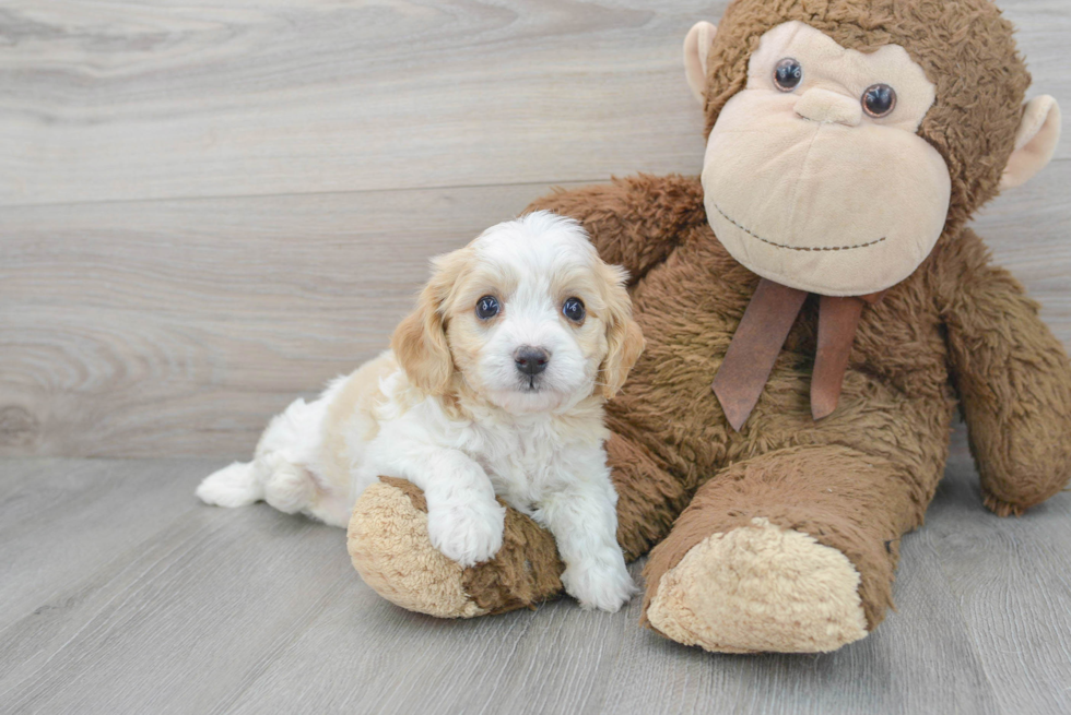 Cavachon Puppy for Adoption