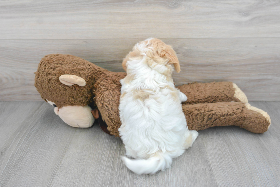 Cavachon Pup Being Cute