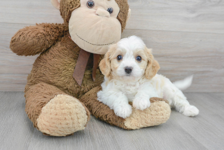 Smart Cavachon Designer Pup
