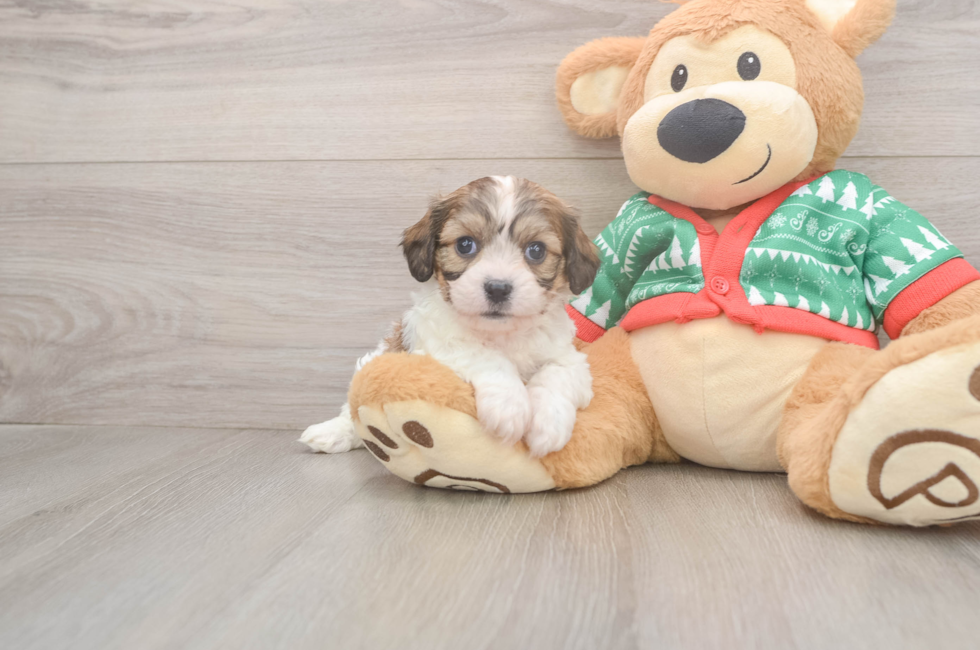 5 week old Cavachon Puppy For Sale - Seaside Pups