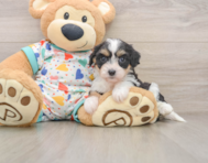 6 week old Cavachon Puppy For Sale - Seaside Pups