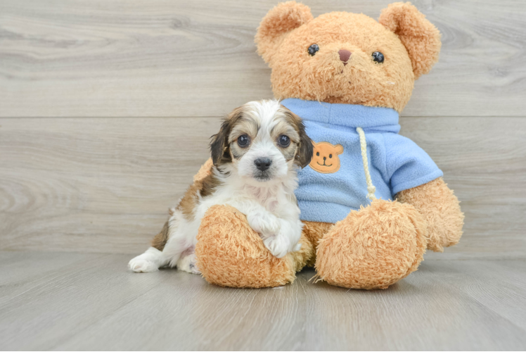 Cavachon Pup Being Cute