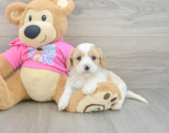 5 week old Cavachon Puppy For Sale - Seaside Pups