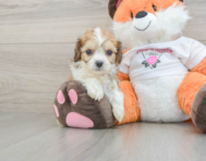 7 week old Cavachon Puppy For Sale - Seaside Pups