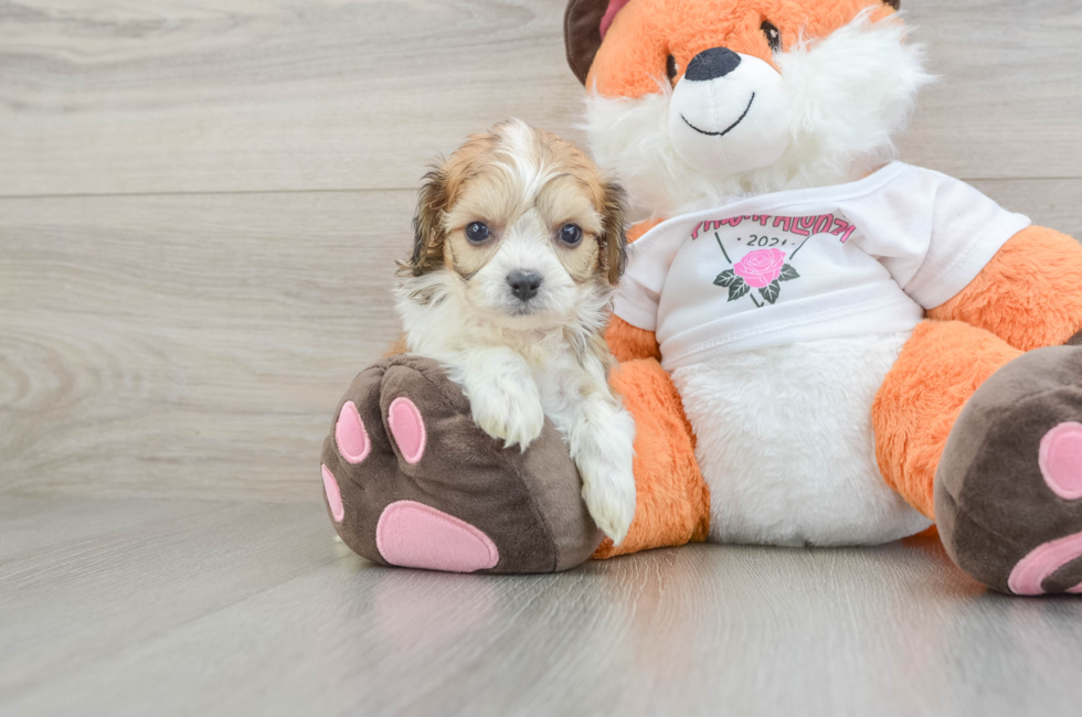 5 week old Cavachon Puppy For Sale - Seaside Pups