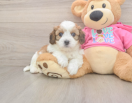 5 week old Cavachon Puppy For Sale - Seaside Pups