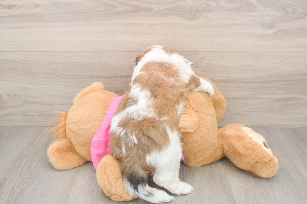 Little Cavalier Bichon Designer Puppy