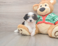 5 week old Cavachon Puppy For Sale - Seaside Pups