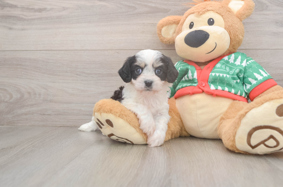 5 week old Cavachon Puppy For Sale - Seaside Pups